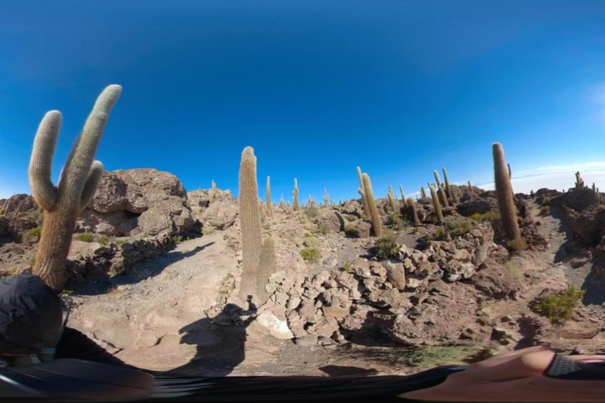 a group of cacti in a desert with a blue sky