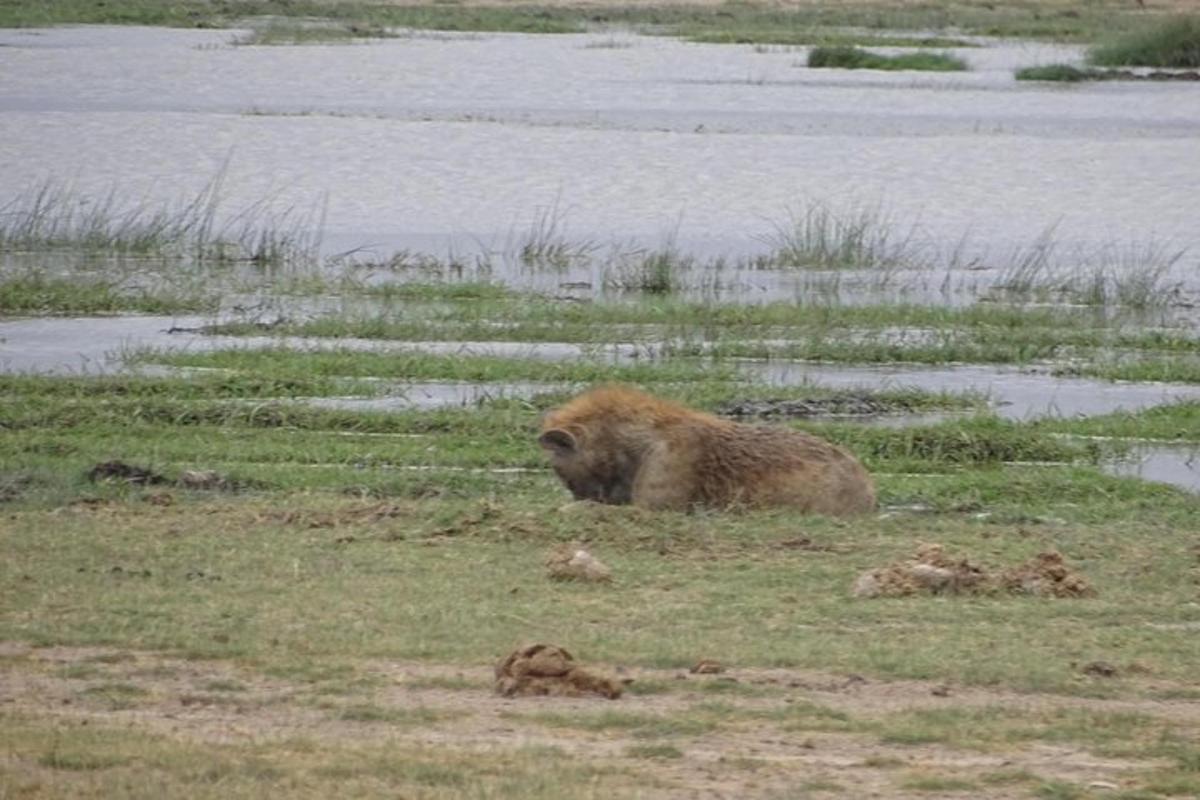 isang brown bear na nakaupo sa damuhan malapit sa tubig