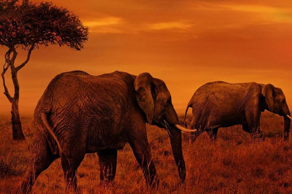 dos elefants caminant per un camp amb un arbre