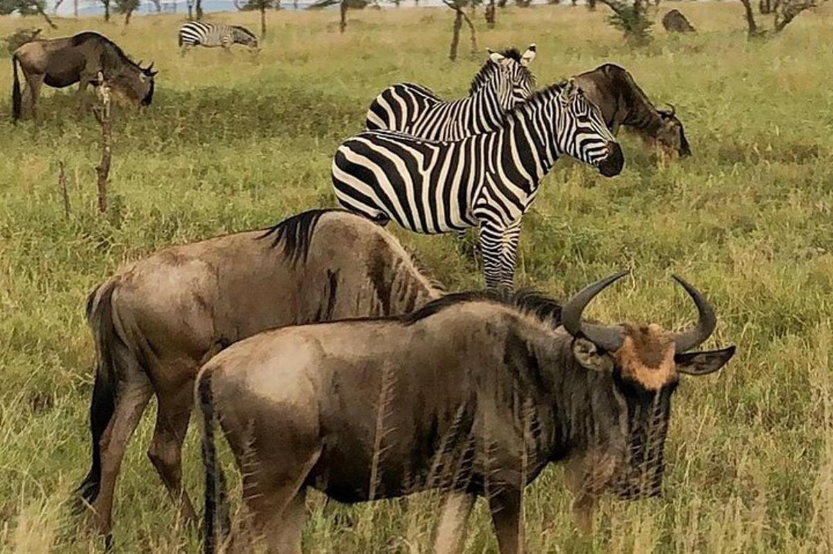 divas zebras un citi dzīvnieki laukā
