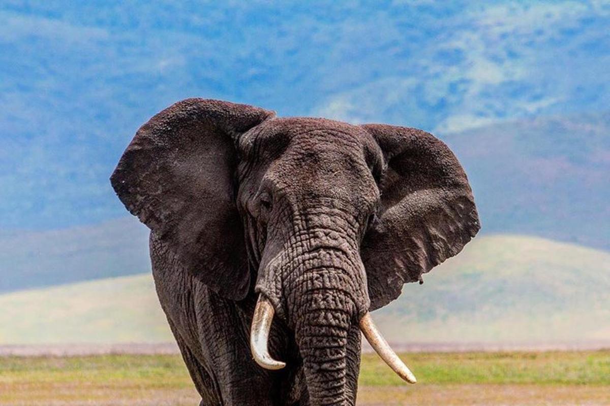 un elefant amb orelles grans dempeus en un camp