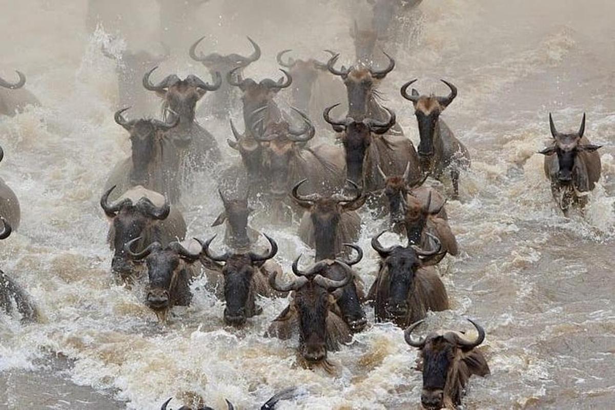 una mandria di animali che cammina nell'acqua
