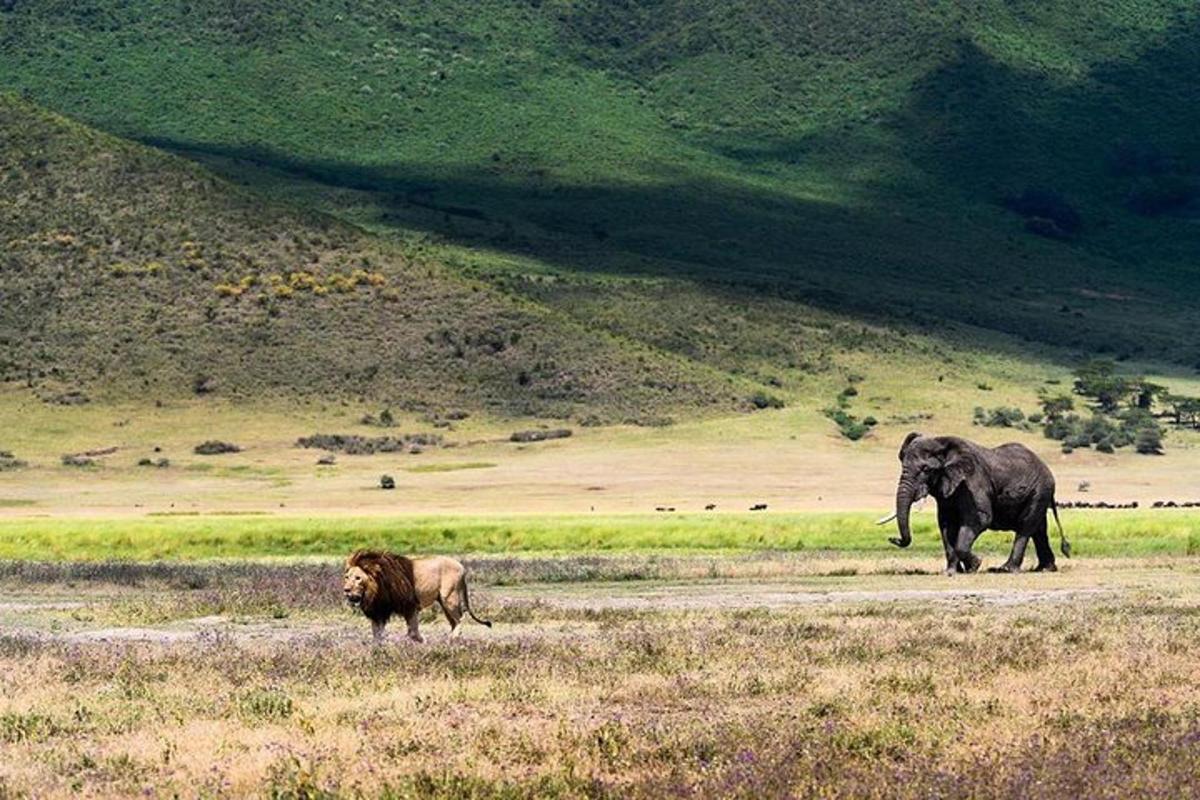 un elefante e un leone che camminano in un campo