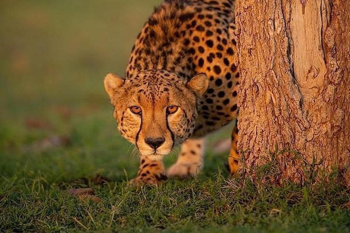 Leopard stoji ob drevesu v travi