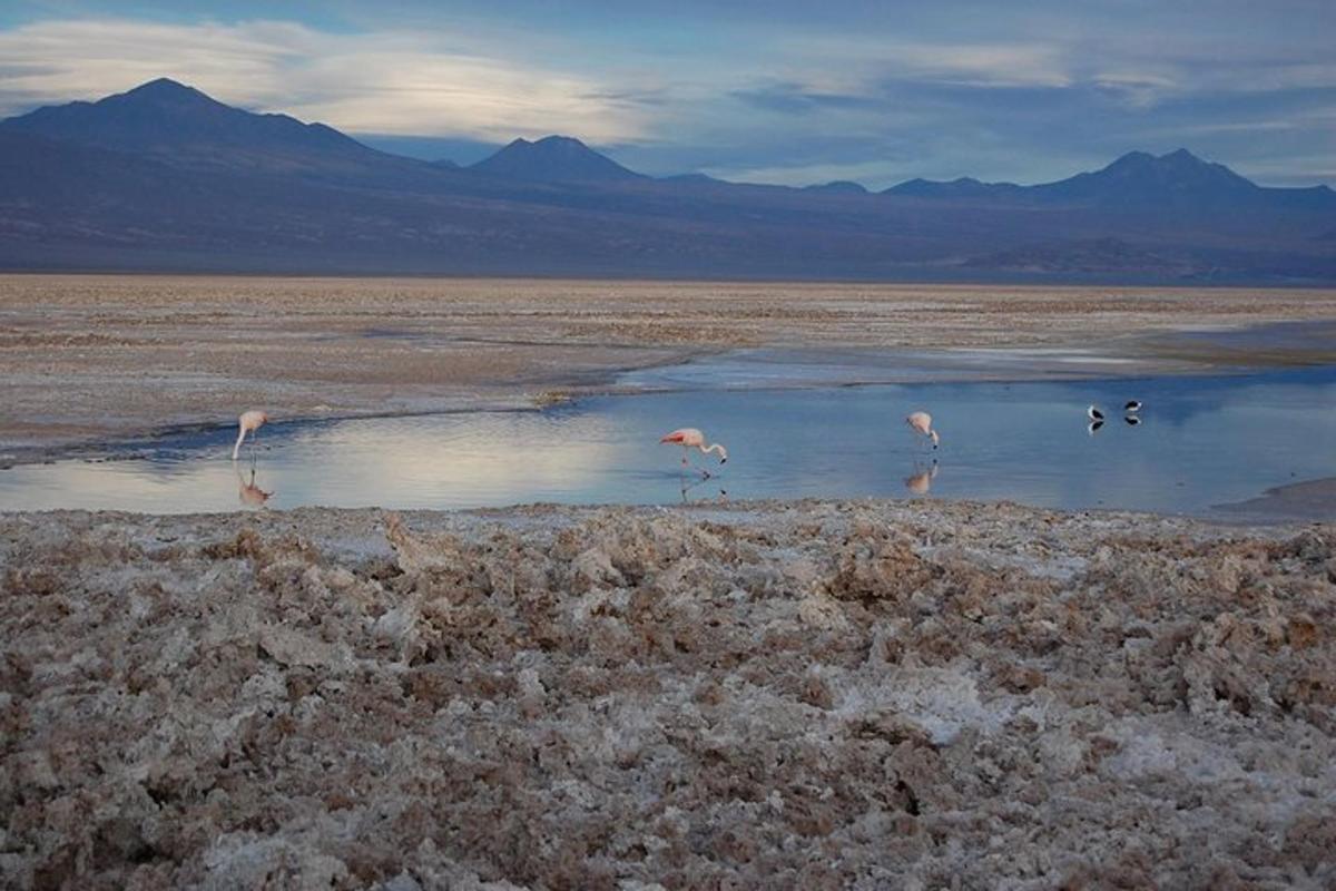 a group of flamingos standing in a body of water