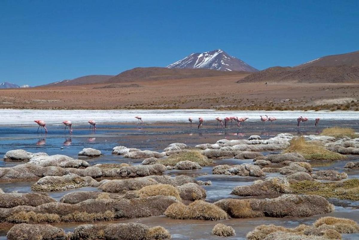 sekumpulan flamingo berjalan di dalam badan air