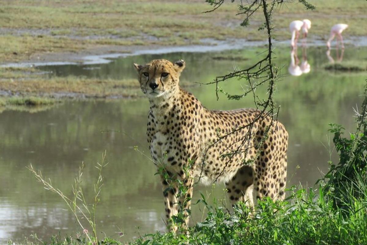 gepard stojící před vodní plochou