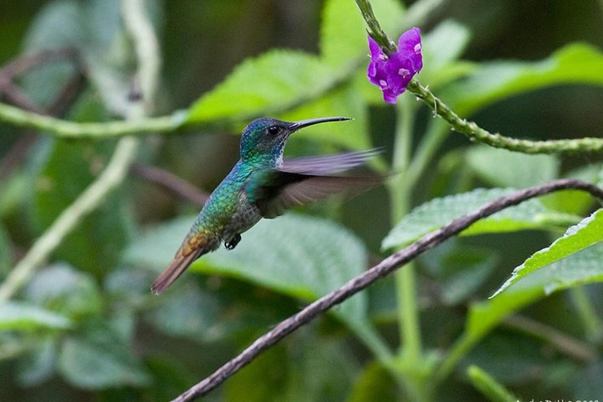 um beija-flor está pousado em uma flor roxa