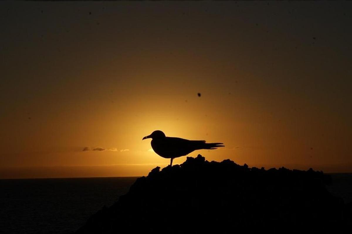 a bird standing on a rock in front of the sunset
