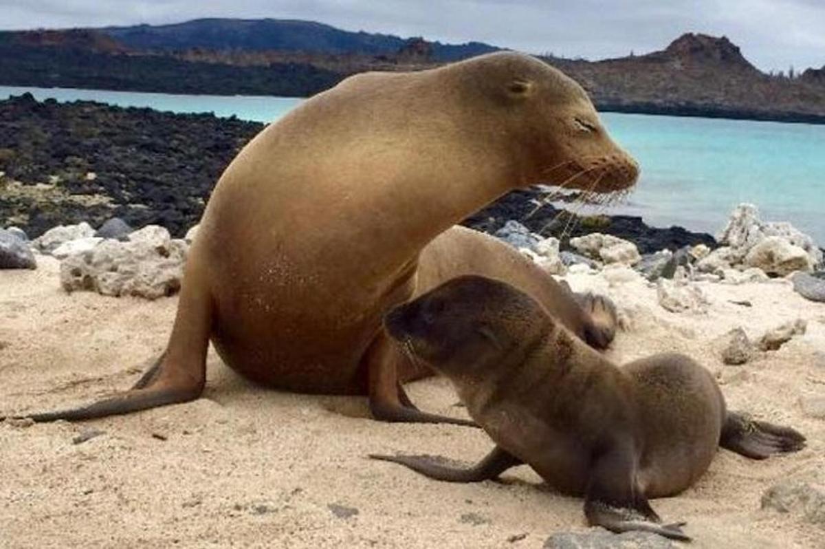 a sea lion and a baby seal sitting on the beach