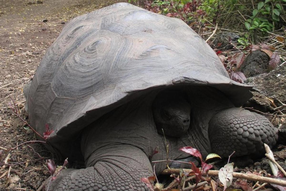 a large tortoise laying on the ground