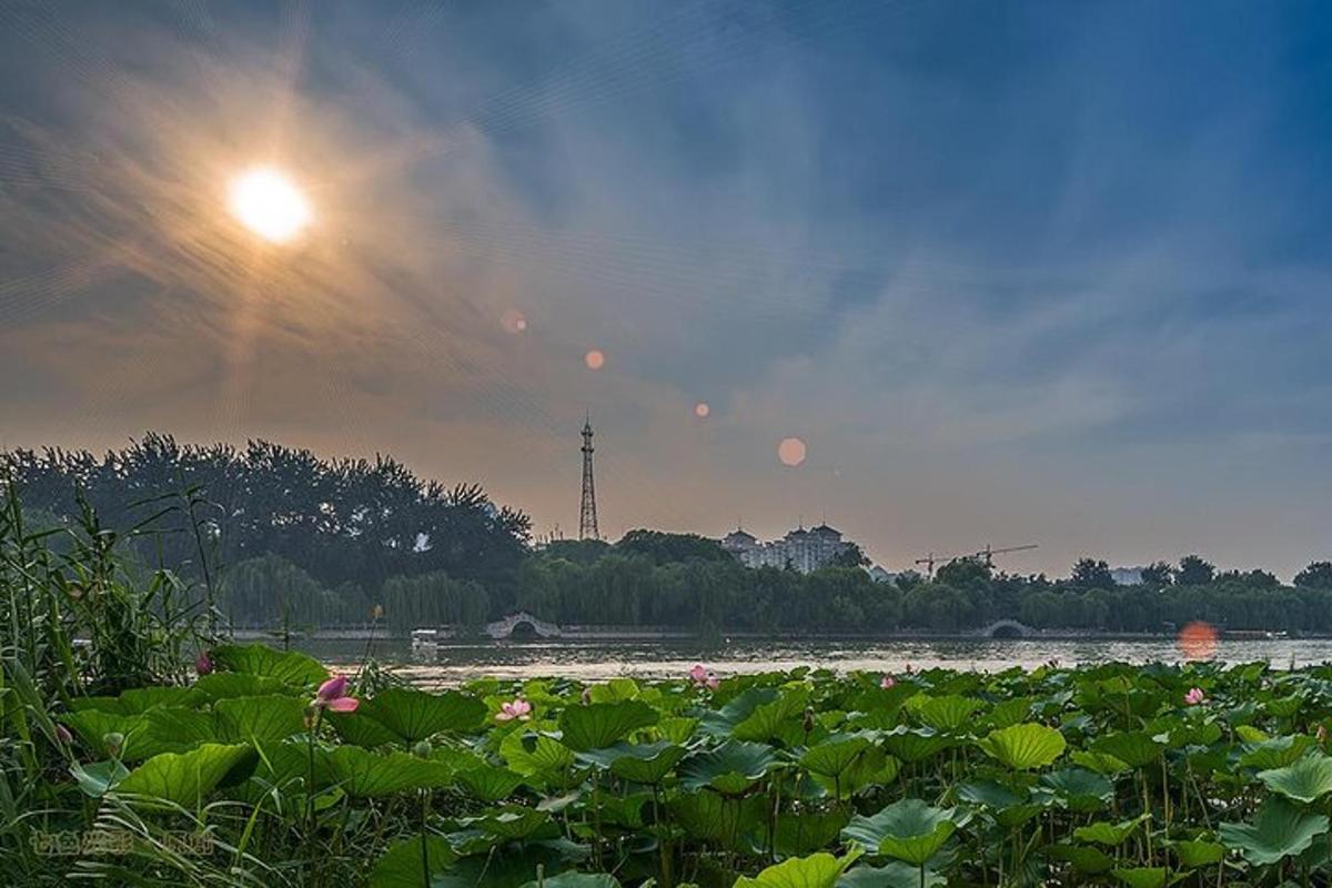 un campo di piante con il sole nel cielo