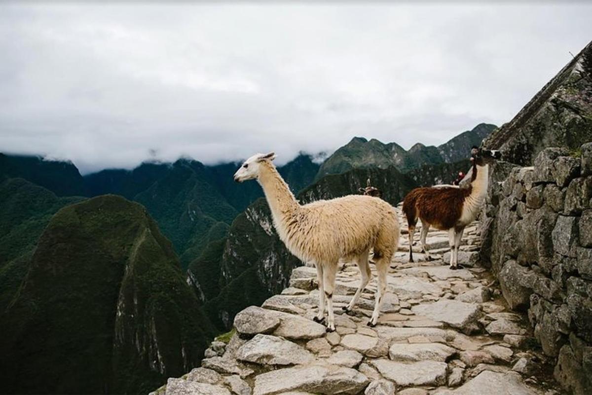tres llamas paradas en la cima de una montaña