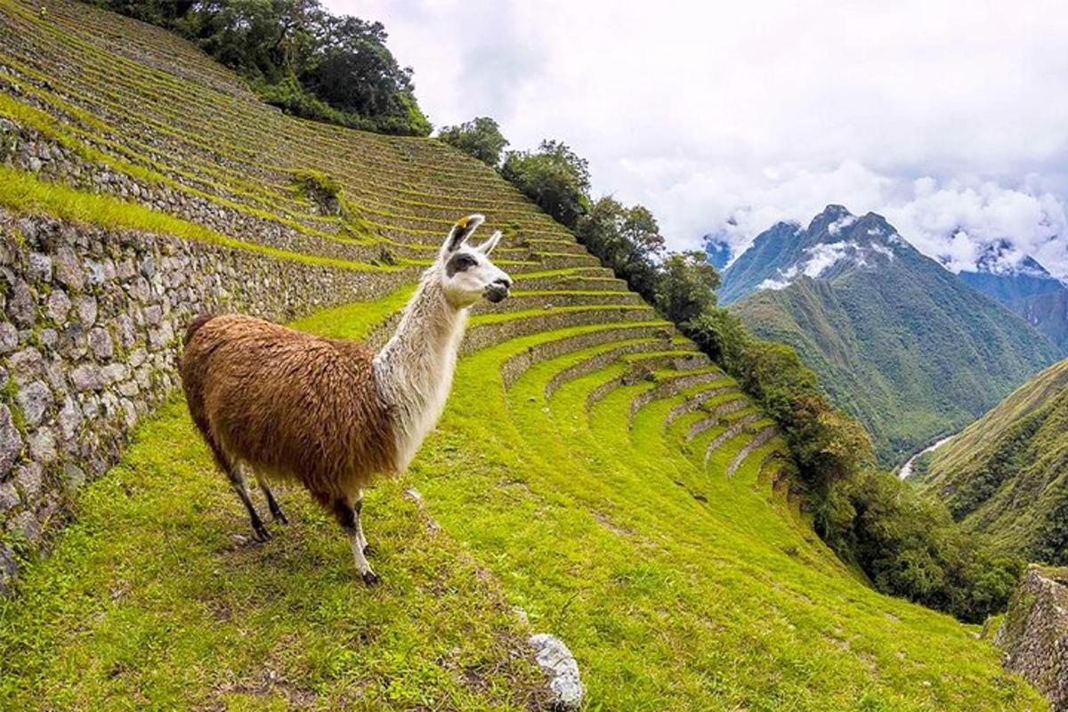 una llama parada en la ladera de una colina