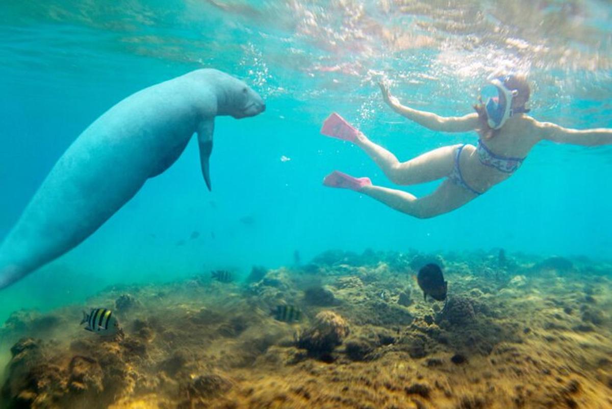 two people swimming in the water next to a polar bear