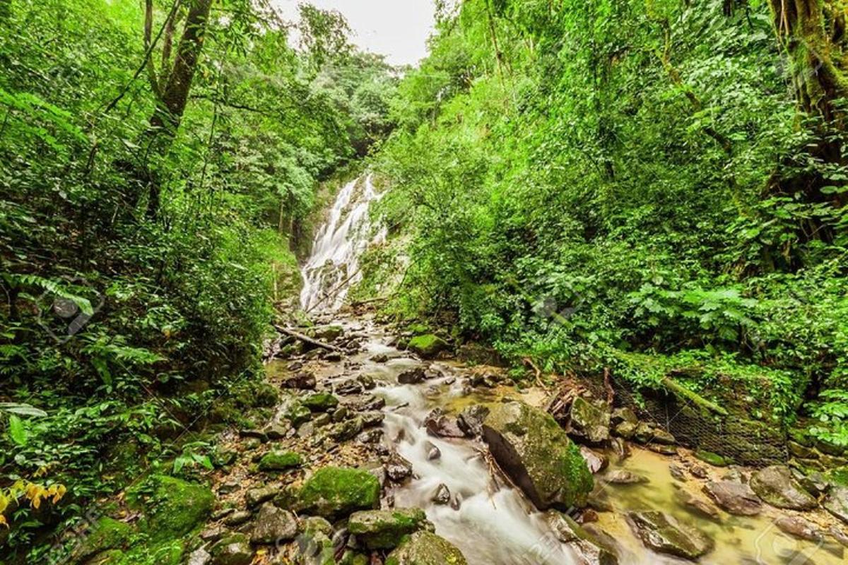 un ruscello in mezzo a una foresta con una cascata