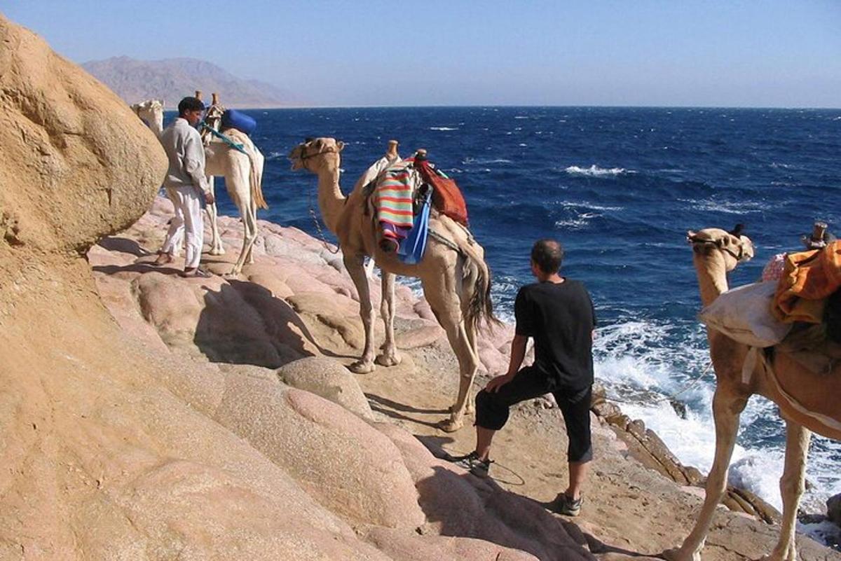 un groupe de chameaux sur les rochers près de l'océan