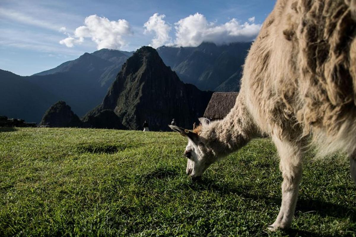 una pecora al pascolo in un campo con le montagne sullo sfondo
