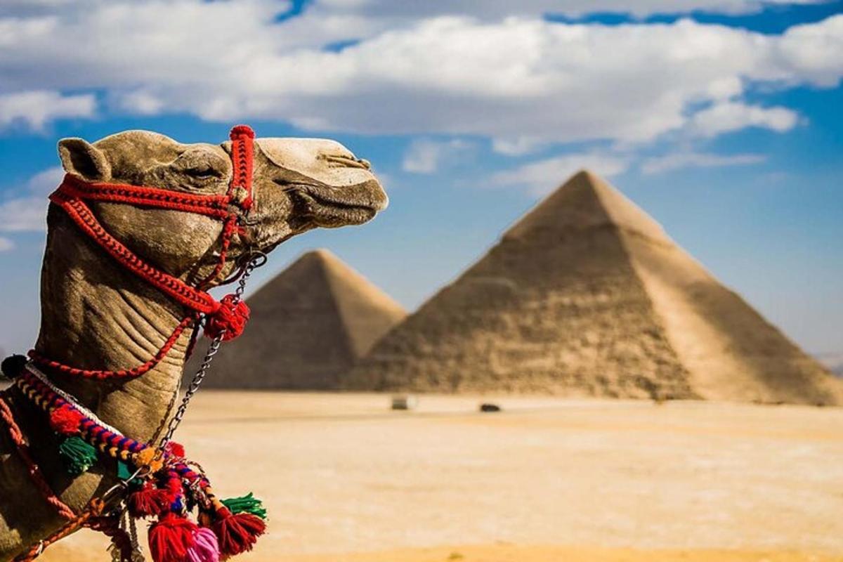 ein Kamel mit einer Halskette vor Pyramiden