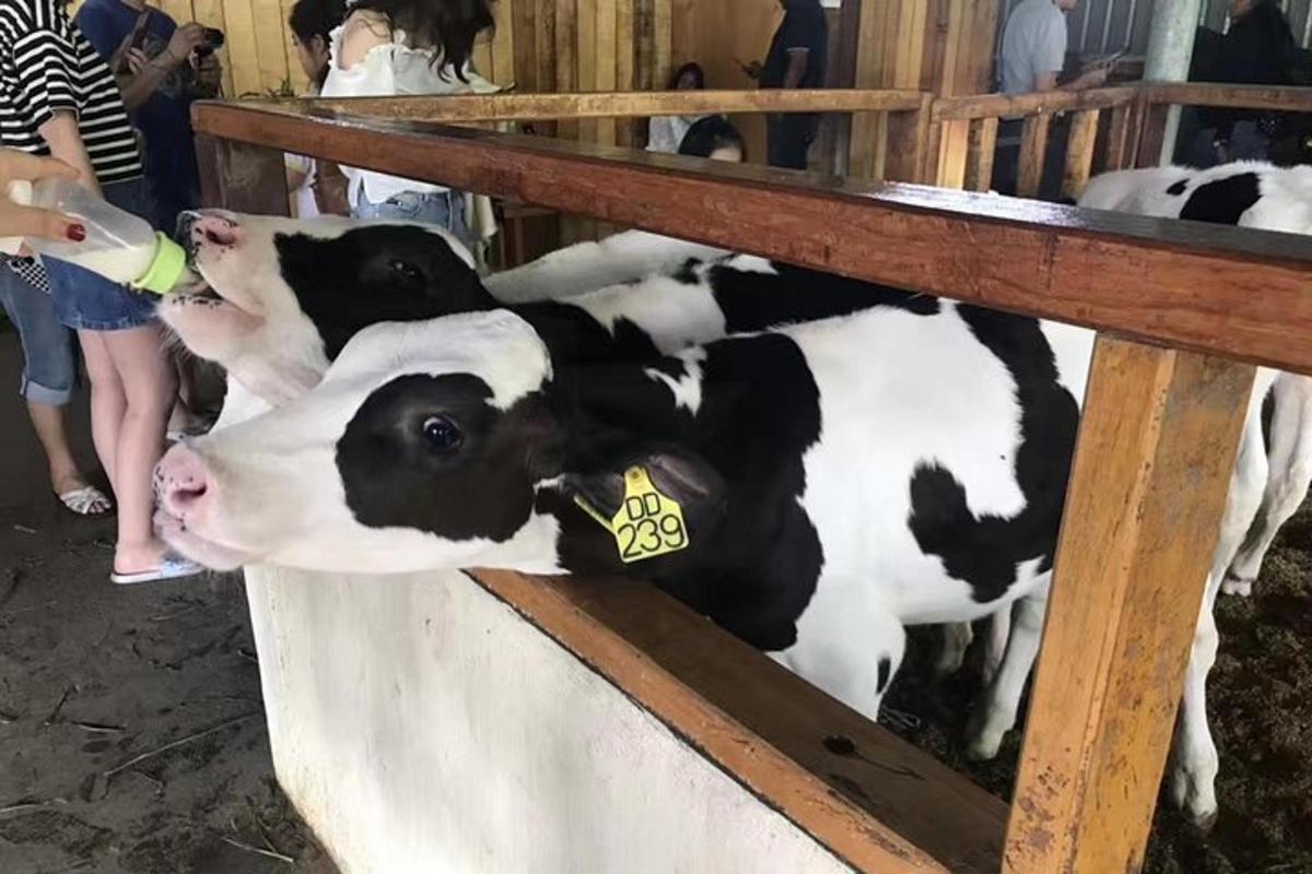 a group of cows in a barn drinking from a bottle