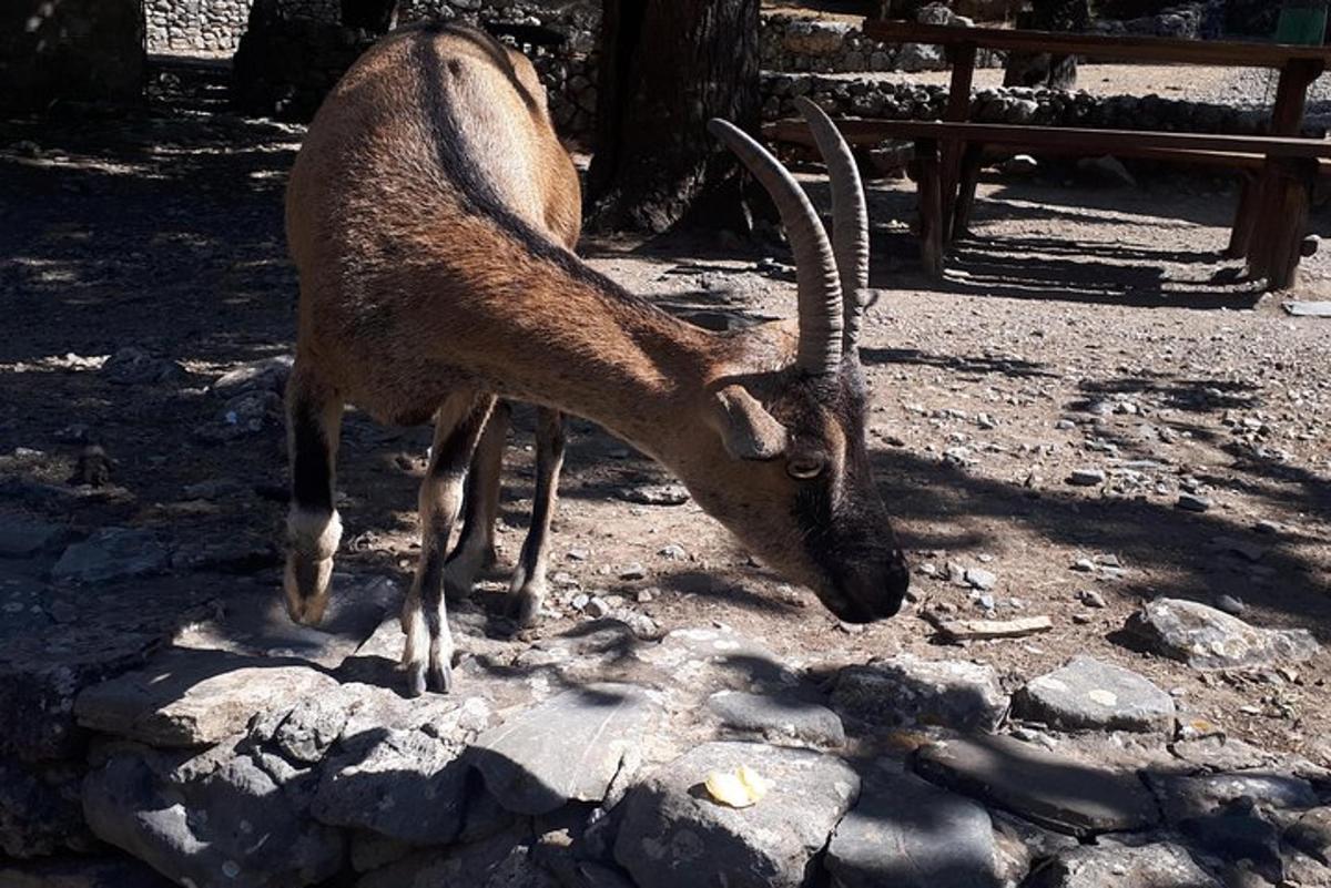 gazela s dlouhými rohy stojící na skalách