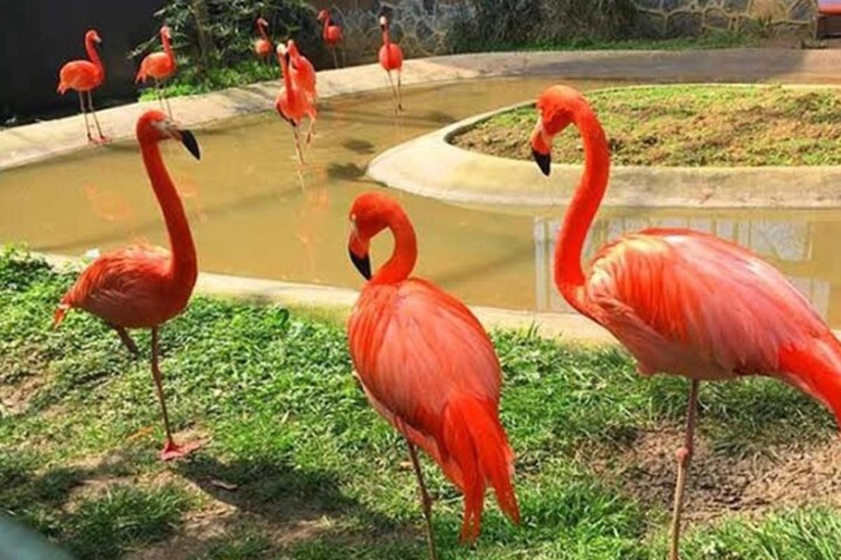 hópur flamingóa stendur fyrir framan tjörn