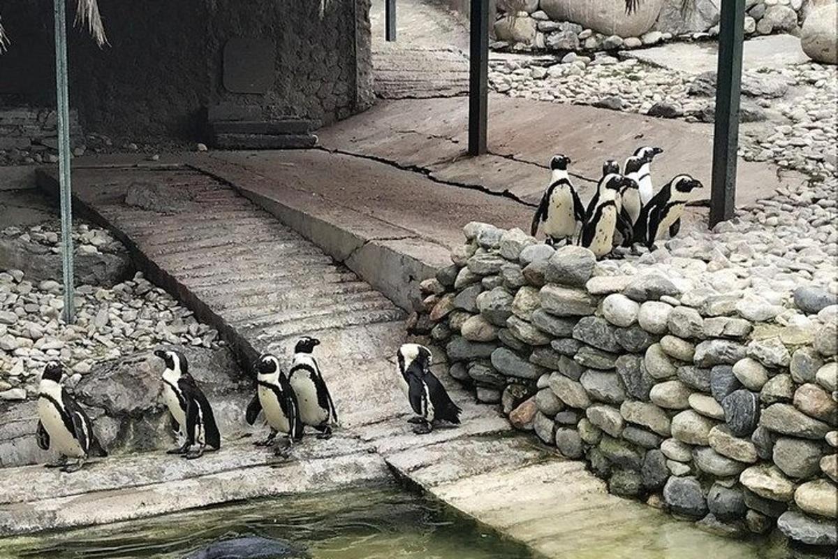 een groep pinguïns die naast een rotswand staan