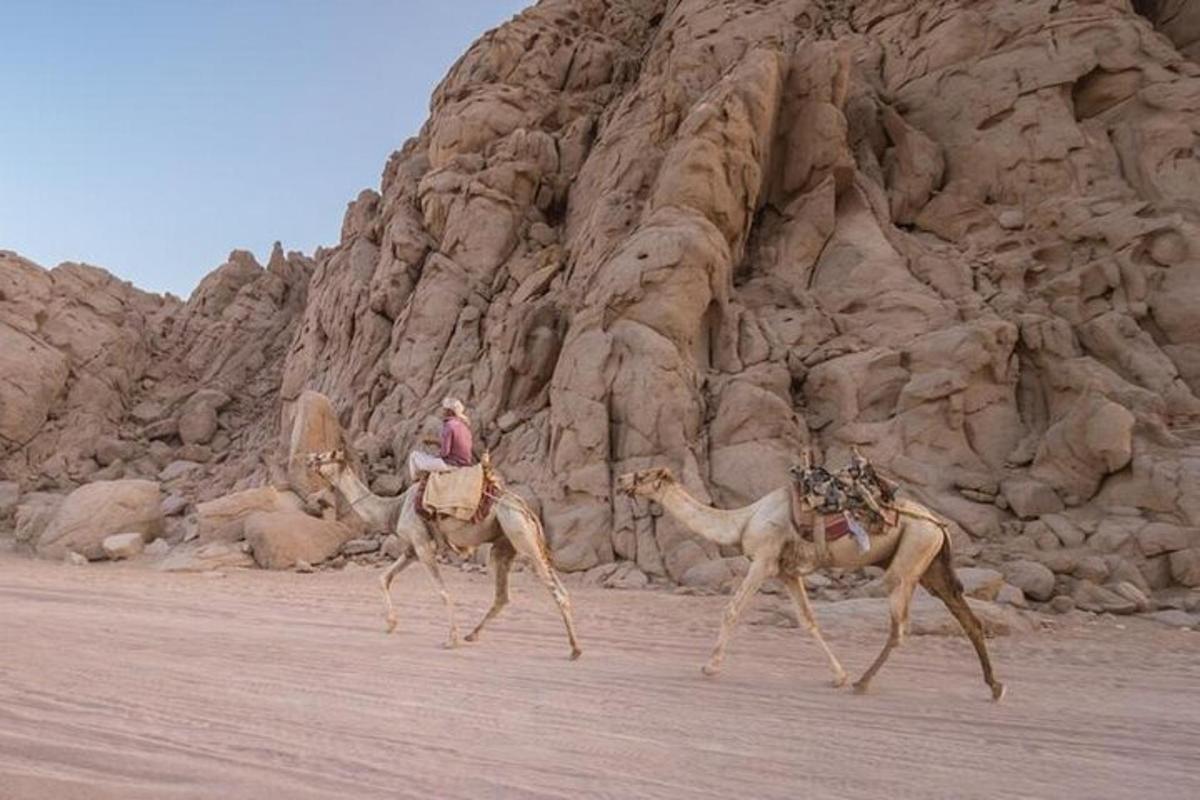 un uomo a cavallo dei cammelli nel deserto