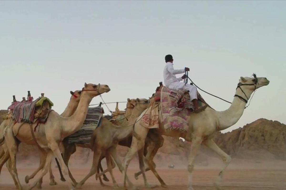 a group of camels running in the desert