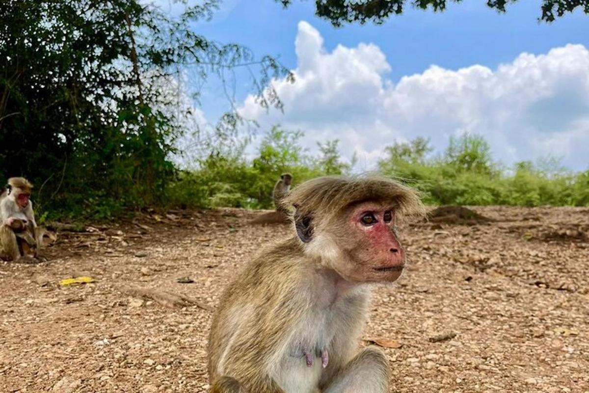 seekor monyet duduk di tanah sambil melihat sesuatu