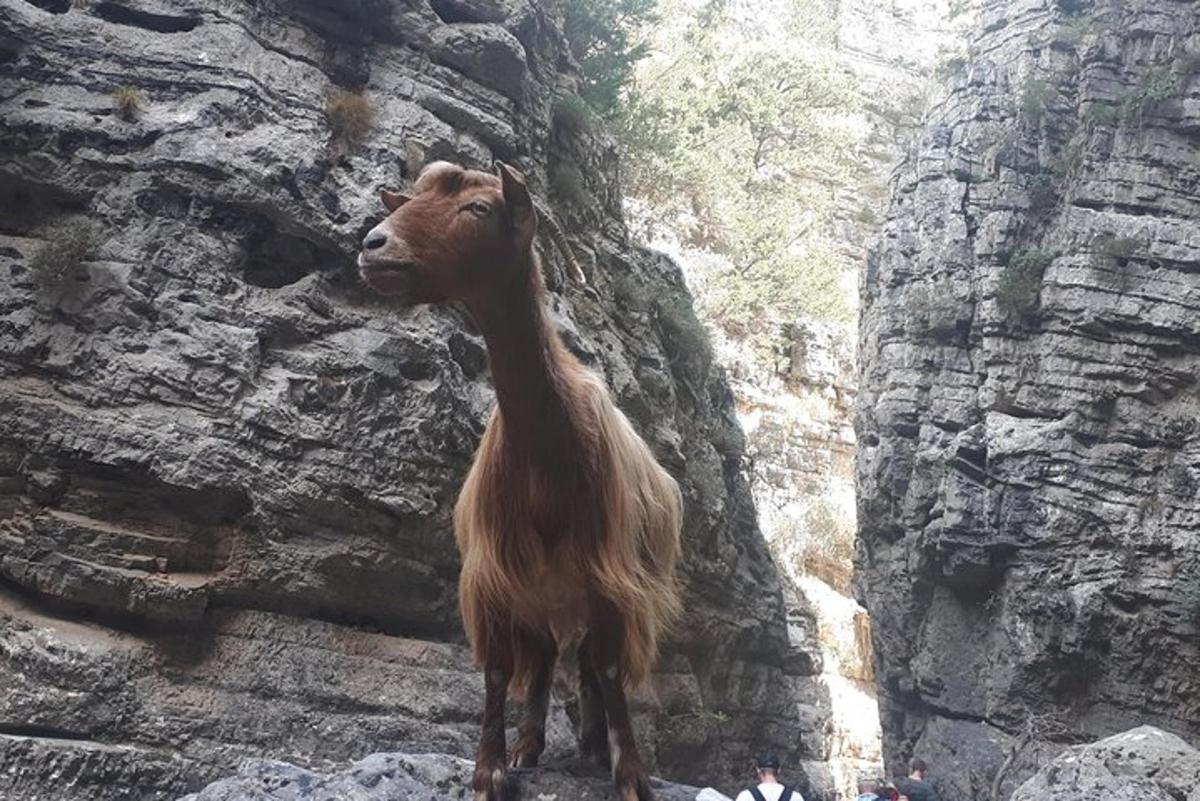 seekor kambing berdiri di sebelah dinding batu