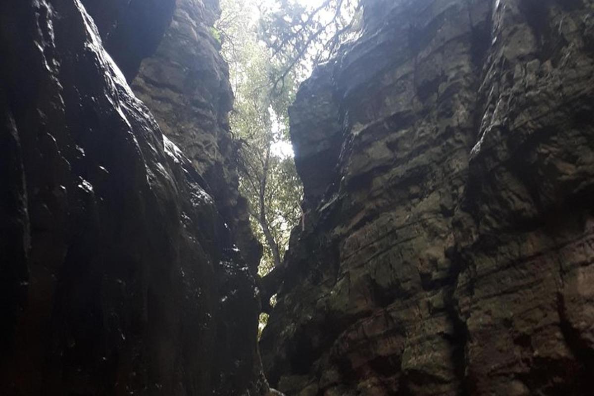 pemandangan ngarai dengan pokok di dalamnya