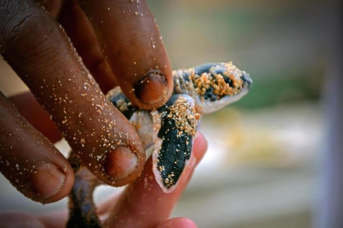 a person holding a baby lizard in their hand