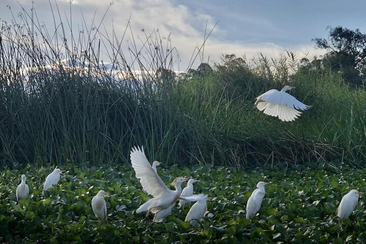 a flock of white birds flying over a marsh