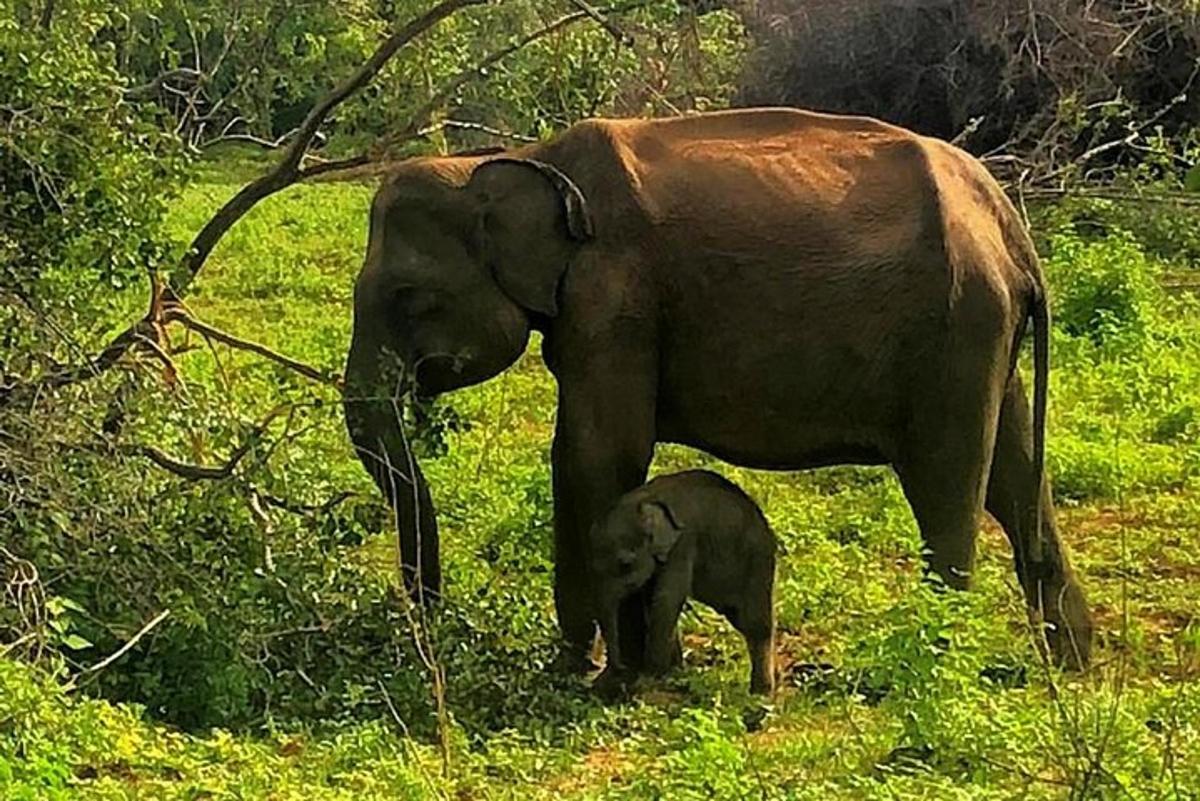 un cucciolo di elefante in piedi accanto a un elefante adulto