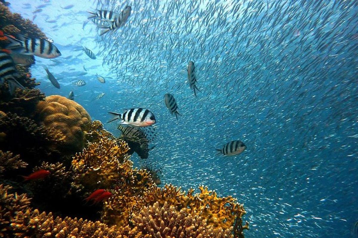a group of fish swimming over a coral reef