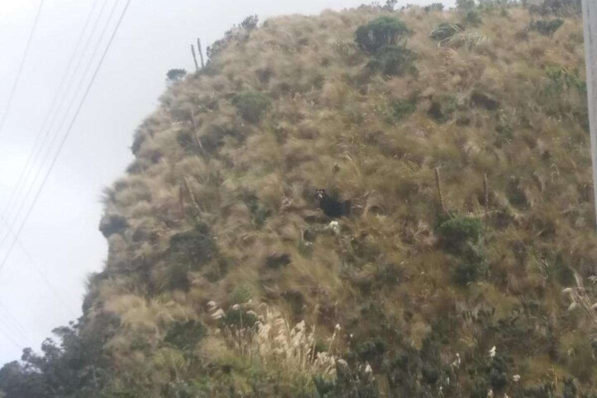 a group of animals on the side of a mountain
