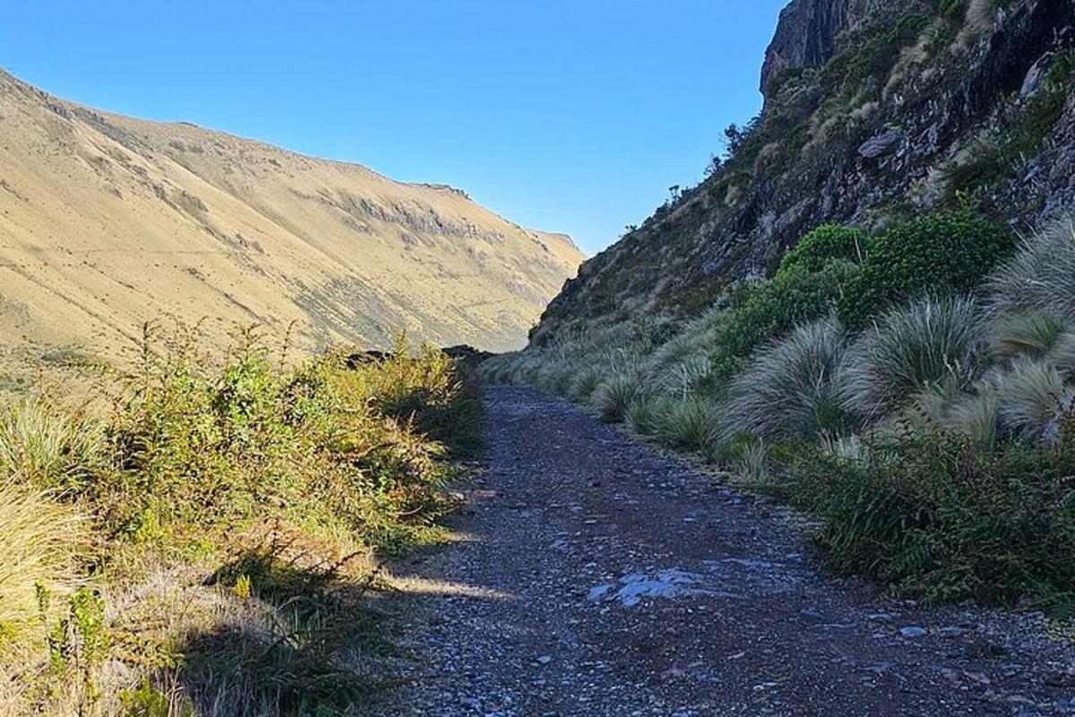 a dirt trail on a mountain with plants on it