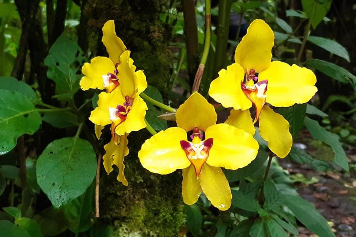 a group of yellow flowers next to a tree