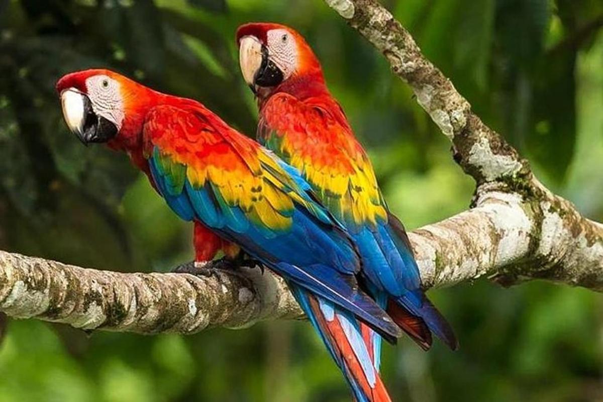 two colorful parrots sitting on a tree branch