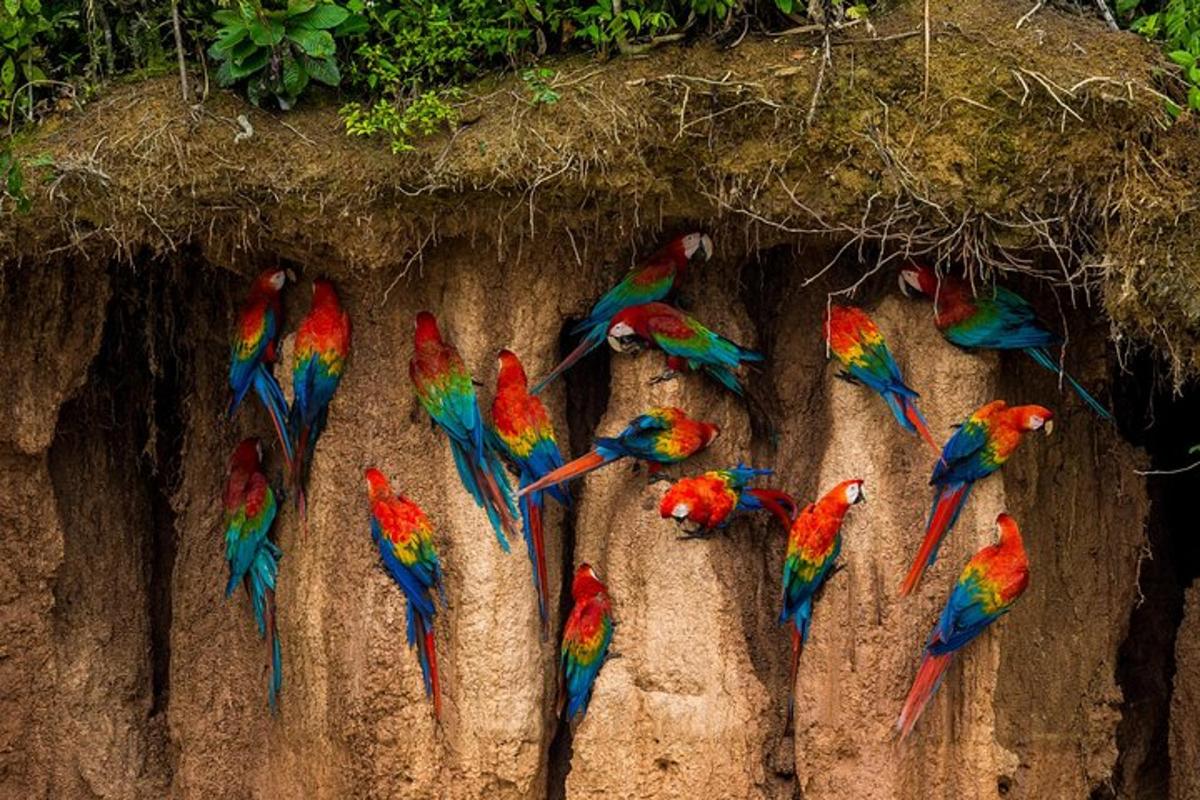 a group of colorful birds sitting on top of a root