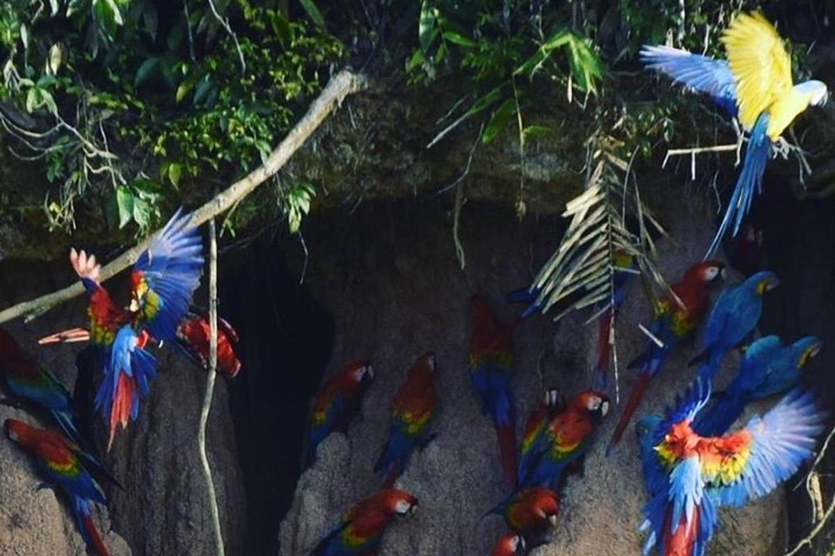 a group of colorful birds are flying in the air