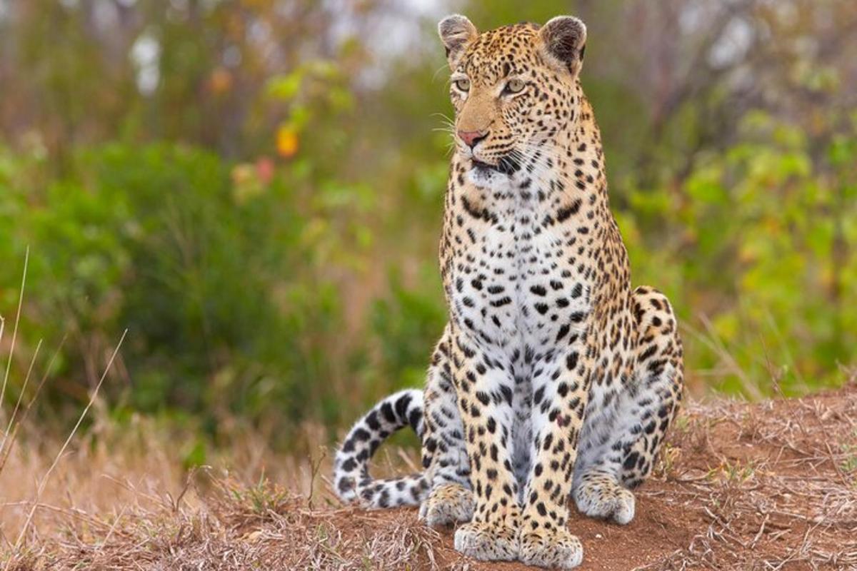 leopard, ki sedi na tleh na polju