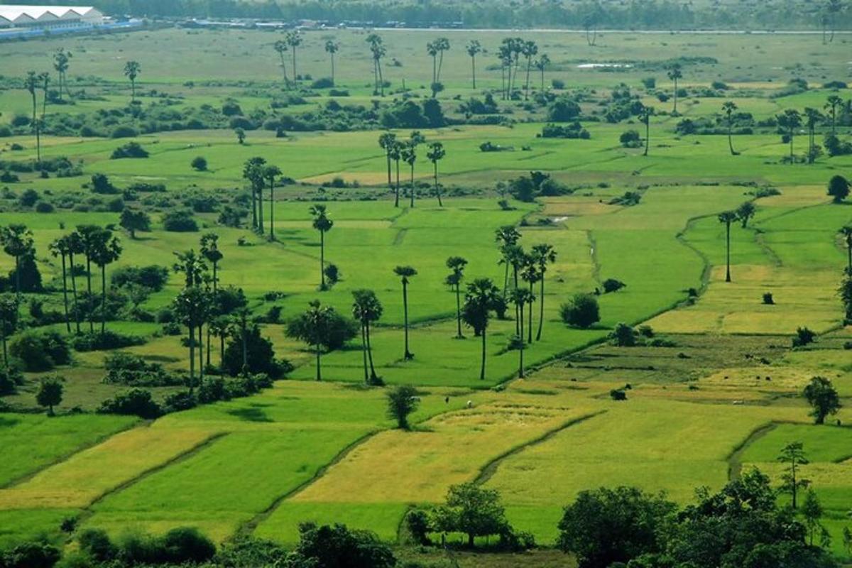 un campo verde con palme ed erba