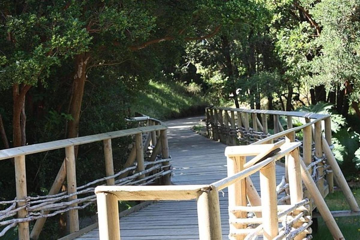 un ponte di legno sopra un sentiero in un parco