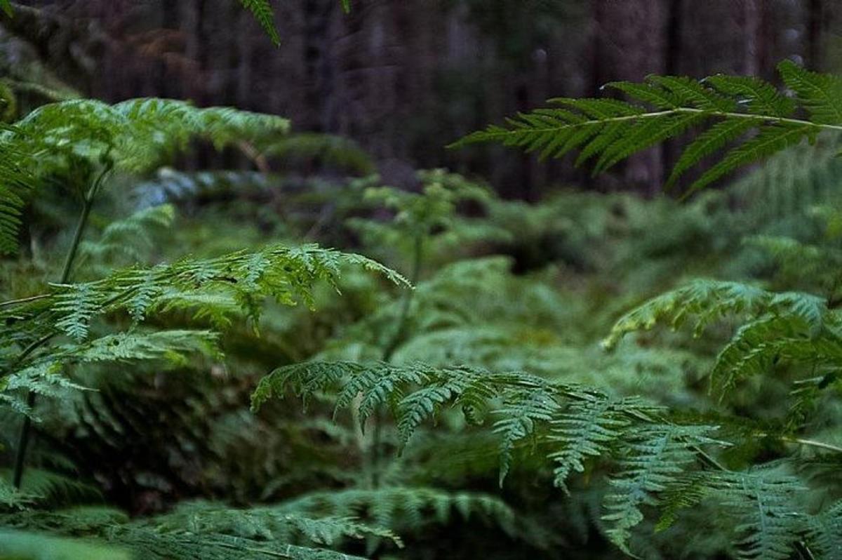 en skog fylt med frodige grønne planter