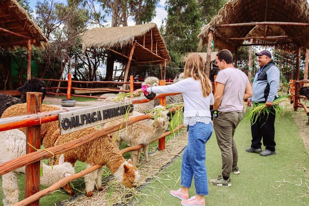 Un grupo de personas alimentando ovejas en un zoológico.