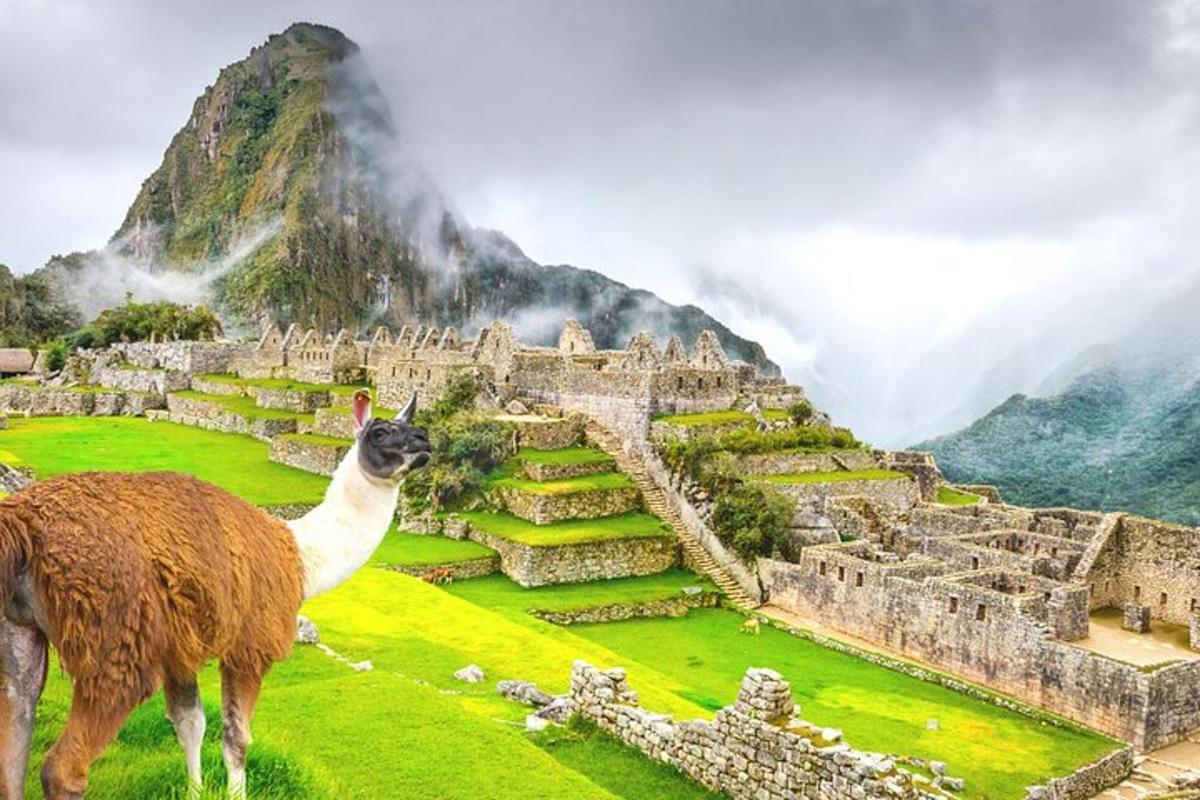 Lama stojící před starověkými ruinami