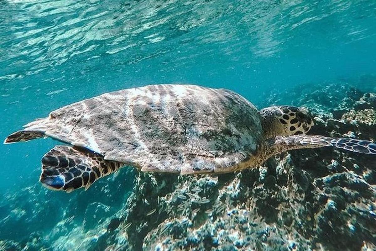 a green sea turtle swimming in the water