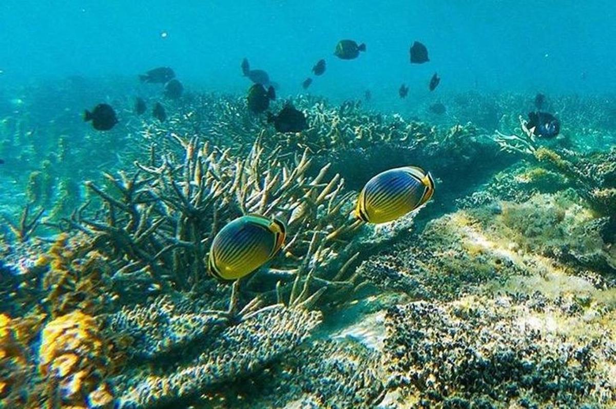 two fish are swimming over a coral reef